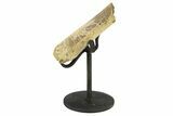 Fossil Dromaeosaurid Rib Section w/ Metal Stand - South Dakota #294783-1